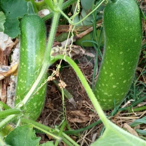 30+ Fuzzy Melon Wax Gourd Hairy Squash Seeds - Easy Grow Vegetable Seeds - Image 2