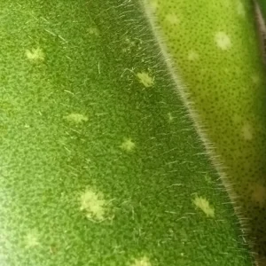 30+ Fuzzy Melon Wax Gourd Hairy Squash Seeds - Easy Grow Vegetable Seeds - Image 4