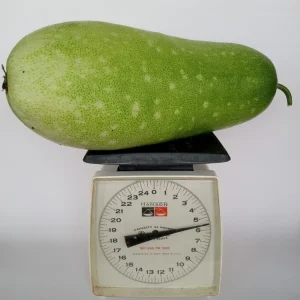 30+ Fuzzy Melon Wax Gourd Hairy Squash Seeds - Easy Grow Vegetable Seeds - Image 5