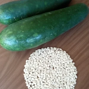 30+ Fuzzy Melon Wax Gourd Hairy Squash Seeds - Easy Grow Vegetable Seeds - Image 6