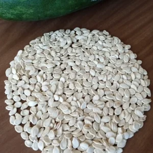 30+ Fuzzy Melon Wax Gourd Hairy Squash Seeds - Easy Grow Vegetable Seeds - Image 7