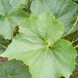 30+ Fuzzy Melon Wax Gourd Hairy Squash Seeds - Easy Grow Vegetable Seeds - Image 9