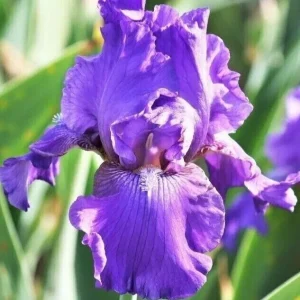 5 Bearded Iris Rhizome Bulbs - Perennial Flower Mix - Multicolor Indoor/Outdoor - Image 2