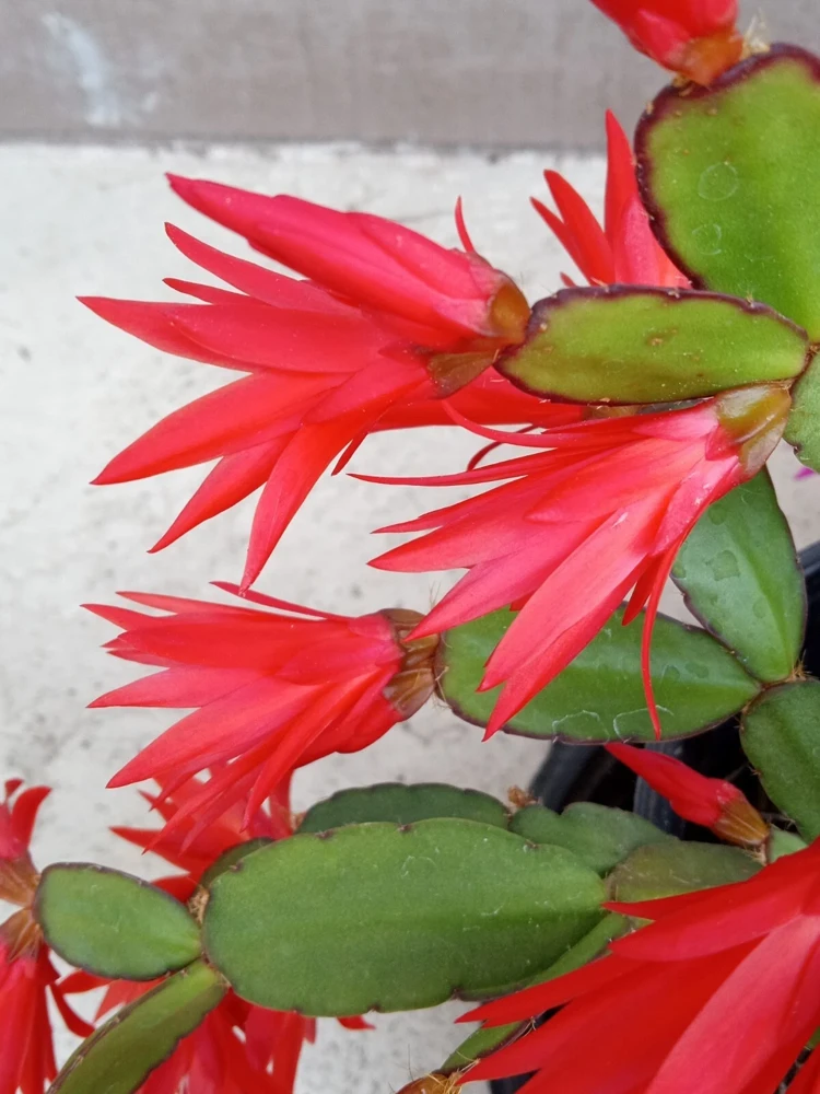 5 Easter Cactus Leaf Cuttings - Pink & Red Schlumbergera Mix Indoor/Outdoor - Image 10