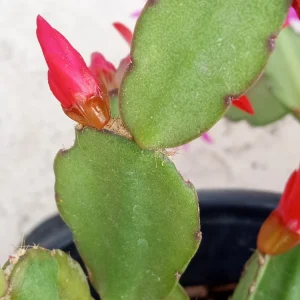 5 Easter Cactus Leaf Cuttings - Pink & Red Schlumbergera Mix Indoor/Outdoor - Image 12