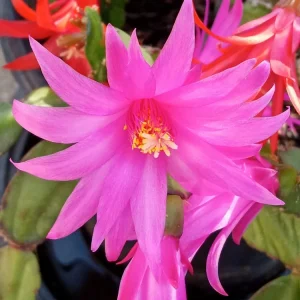 5 Easter Cactus Leaf Cuttings - Pink & Red Schlumbergera Mix Indoor/Outdoor - Image 4