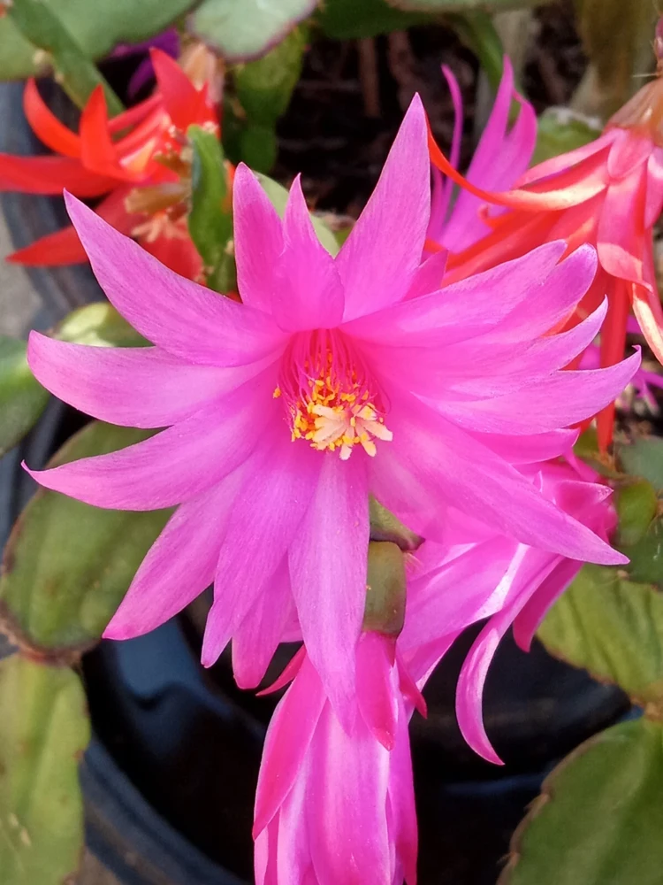 5 Easter Cactus Leaf Cuttings - Pink & Red Schlumbergera Mix Indoor/Outdoor - Image 4