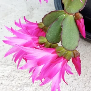 5 Easter Cactus Leaf Cuttings - Pink & Red Schlumbergera Mix Indoor/Outdoor - Image 8