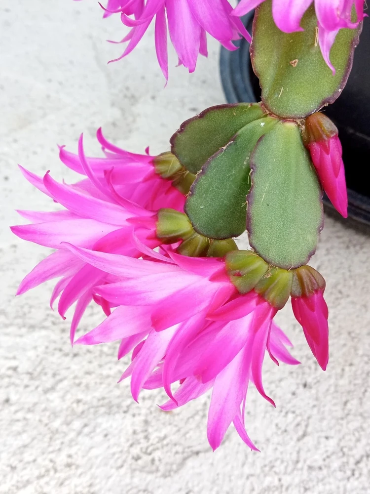 5 Easter Cactus Leaf Cuttings - Pink & Red Schlumbergera Mix Indoor/Outdoor - Image 8