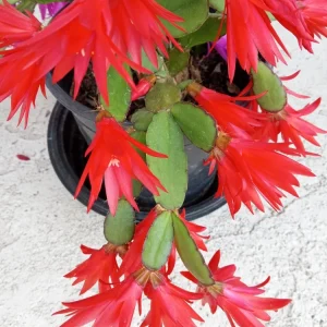 5 Easter Cactus Leaf Cuttings - Pink & Red Schlumbergera Mix Indoor/Outdoor - Image 9