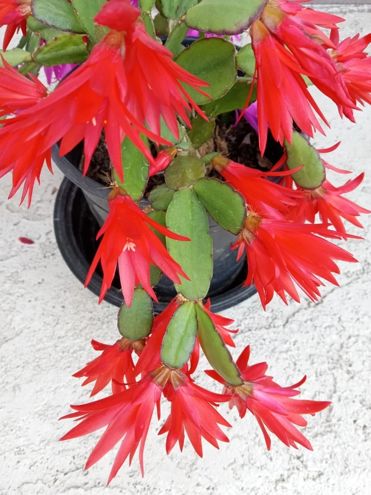 5 Easter Cactus Leaf Cuttings - Pink & Red Schlumbergera Mix Indoor/Outdoor - Image 9