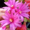 5 Easter Cactus Leaf Cuttings - Pink & Red Schlumbergera Mix Indoor/Outdoor - Image 1