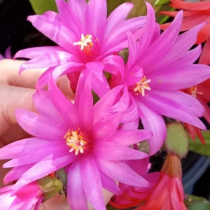5 Easter Cactus Leaf Cuttings - Pink & Red Schlumbergera Mix Indoor/Outdoor - Image 1
