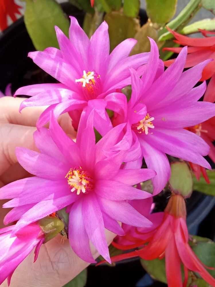 5 Easter Cactus Leaf Cuttings - Pink & Red Schlumbergera Mix Indoor/Outdoor - Image 1