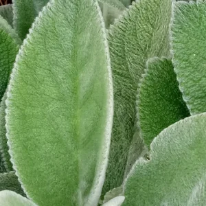 5 Lamb's Ear Stachys Byzantina Perennial Bare Root Plants - Outdoor Green - Image 6