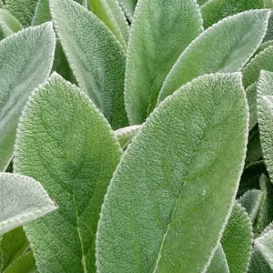 5 Lamb's Ear Stachys Byzantina Perennial Bare Root Plants - Outdoor Green - Image 7