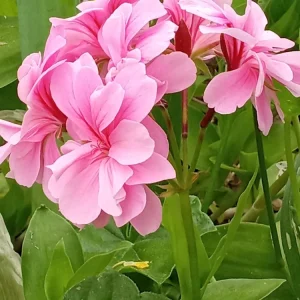 5 Light Pink Ivy Geranium Live Plant Cuttings - Pelargonium peltatum - Outdoor Annual Flowers - Image 2