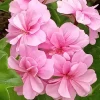 5 Light Pink Ivy Geranium Live Plant Cuttings - Pelargonium peltatum - Outdoor Annual Flowers - Image 1