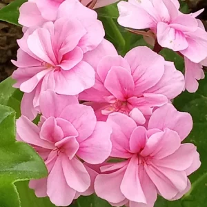 5 Light Pink Ivy Geranium Live Plant Cuttings - Pelargonium peltatum - Outdoor Annual Flowers - Image 1