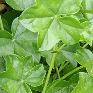 5 Light Pink Ivy Geranium Live Plant Cuttings - Pelargonium peltatum - Outdoor Annual Flowers - Image 3