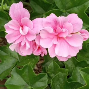 5 Light Pink Ivy Geranium Live Plant Cuttings - Pelargonium peltatum - Outdoor Annual Flowers - Image 4