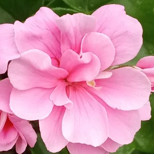 5 Light Pink Ivy Geranium Live Plant Cuttings - Pelargonium peltatum - Outdoor Annual Flowers - Image 5