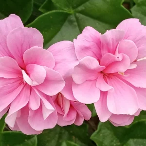 5 Light Pink Ivy Geranium Live Plant Cuttings - Pelargonium peltatum - Outdoor Annual Flowers - Image 7