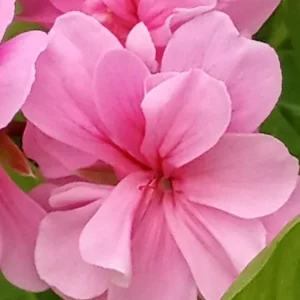 5 Light Pink Ivy Geranium Live Plant Cuttings - Pelargonium peltatum - Outdoor Annual Flowers - Image 8