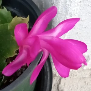 5 Magenta Thanksgiving Cactus Cuttings - Schlumbergera Zygocactus - Image 3