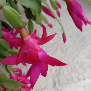 5 Pink Christmas Cactus Cuttings - Schlumbergera Zygocactus Leaf - Live Plant - Image 2