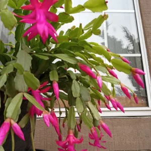 5 Pink Christmas Cactus Cuttings - Schlumbergera Zygocactus Leaf - Live Plant - Image 3