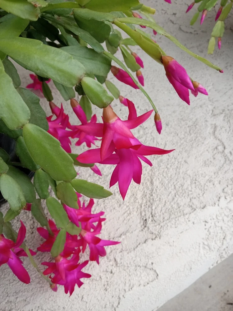 5 Pink Christmas Cactus Cuttings - Schlumbergera Zygocactus Leaf - Live Plant - Image 4