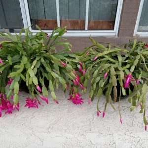 5 Pink Christmas Cactus Cuttings - Schlumbergera Zygocactus Leaf - Live Plant - Image 5