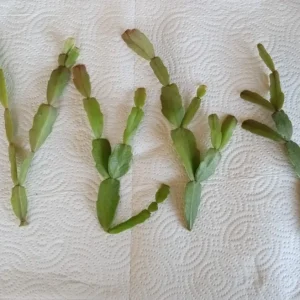 5 Pink Christmas Cactus Cuttings - Schlumbergera Zygocactus Leaf - Live Plant - Image 6
