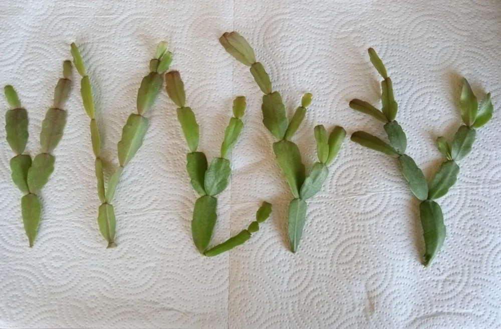 5 Pink Christmas Cactus Cuttings - Schlumbergera Zygocactus Leaf - Live Plant - Image 6