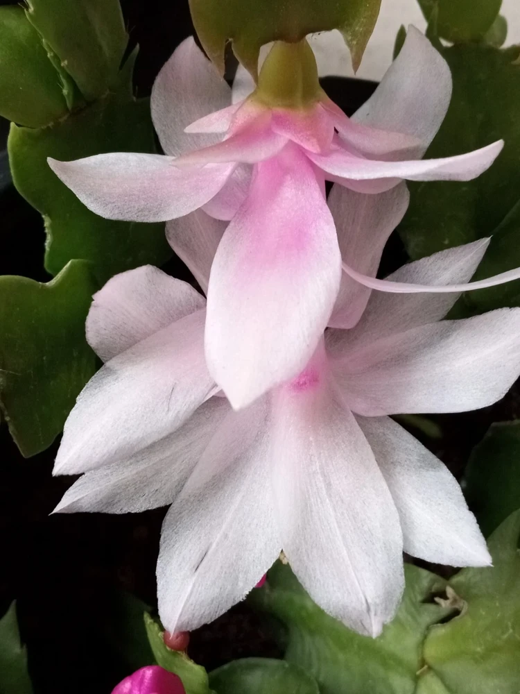 5 Pink Thanksgiving Cactus Cuttings - Schlumbergera Zygocactus Leaf - Live Plant Indoor/Outdoor - Image 2