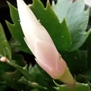 5 Pink Thanksgiving Cactus Cuttings - Schlumbergera Zygocactus Leaf - Live Plant Indoor/Outdoor - Image 3