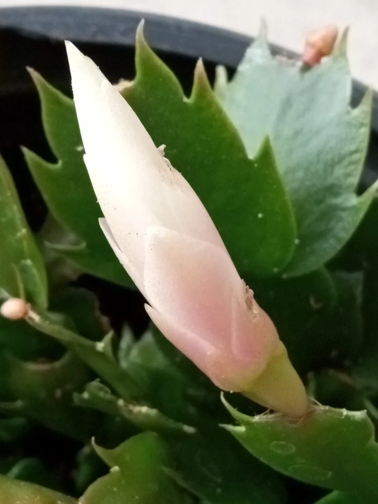 5 Pink Thanksgiving Cactus Cuttings - Schlumbergera Zygocactus Leaf - Live Plant Indoor/Outdoor - Image 3