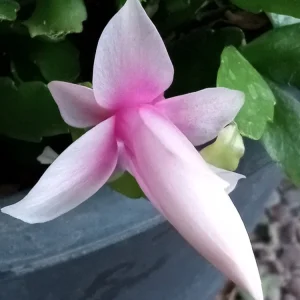 5 Pink Thanksgiving Cactus Cuttings - Schlumbergera Zygocactus Leaf - Live Plant Indoor/Outdoor - Image 4