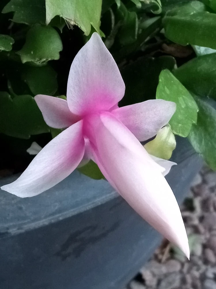 5 Pink Thanksgiving Cactus Cuttings - Schlumbergera Zygocactus Leaf - Live Plant Indoor/Outdoor - Image 4