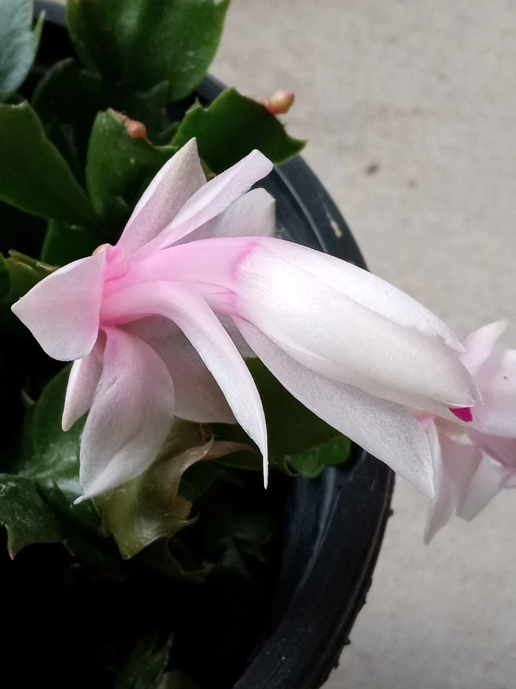 5 Pink Thanksgiving Cactus Cuttings - Schlumbergera Zygocactus Leaf - Live Plant Indoor/Outdoor - Image 5