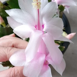 5 Pink Thanksgiving Cactus Cuttings - Schlumbergera Zygocactus Leaf - Live Plant Indoor/Outdoor - Image 1