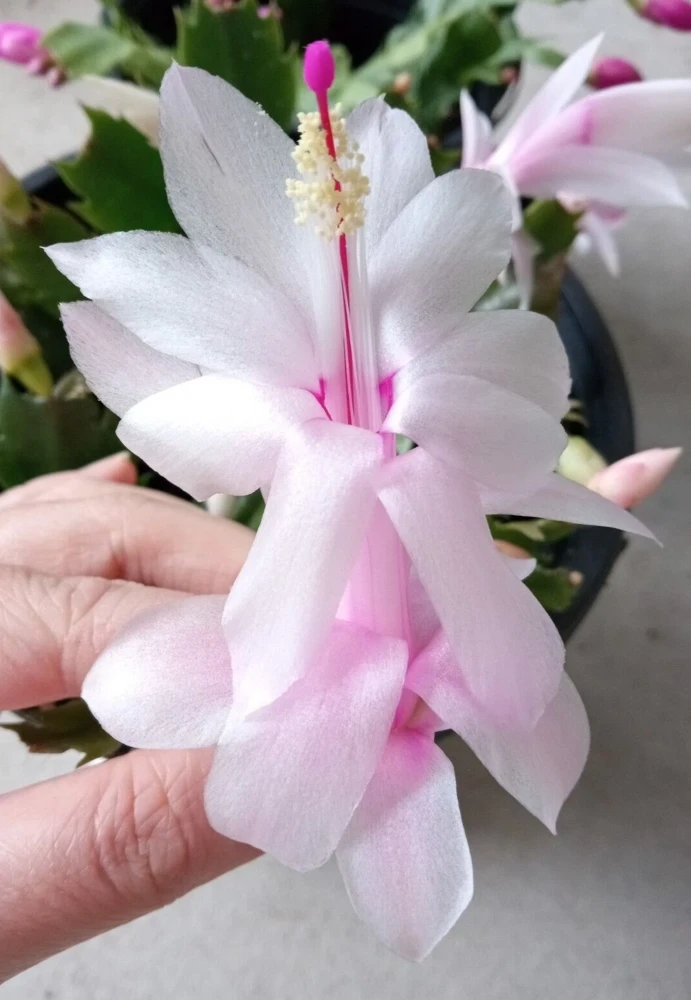 5 Pink Thanksgiving Cactus Cuttings - Schlumbergera Zygocactus Leaf - Live Plant Indoor/Outdoor - Image 1