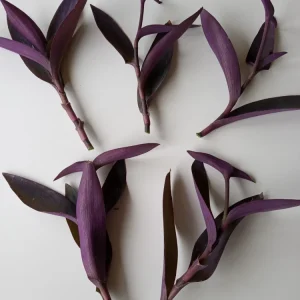5 Purple Heart Tradescantia Pallida Perennial Cuttings - Live Starter Plants - Image 2