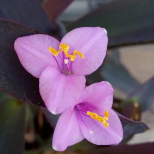 5 Purple Heart Tradescantia Pallida Perennial Cuttings - Live Starter Plants - Image 3
