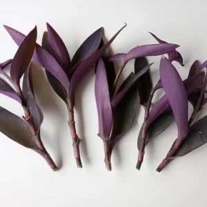 5 Purple Heart Tradescantia Pallida Perennial Cuttings - Live Starter Plants - Image 1