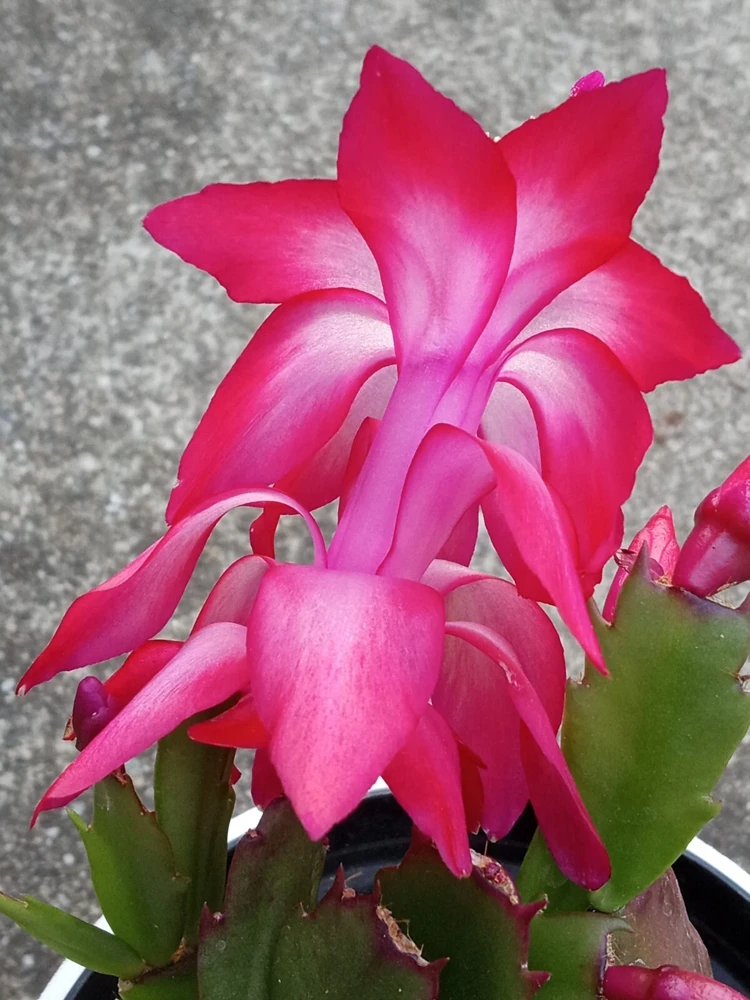 5 Red Thanksgiving Cactus Leaf Cuttings - Schlumbergera Zygocactus Live Plant Indoor/Outdoor - Image 2