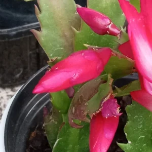 5 Red Thanksgiving Cactus Leaf Cuttings - Schlumbergera Zygocactus Live Plant Indoor/Outdoor - Image 3