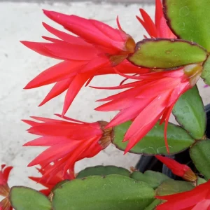 5 Rooted Easter Cactus Live Plant - Pink Red Schlumbergera Zygocactus Mix - Image 10