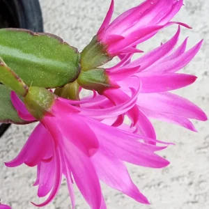 5 Rooted Easter Cactus Live Plant - Pink Red Schlumbergera Zygocactus Mix - Image 11